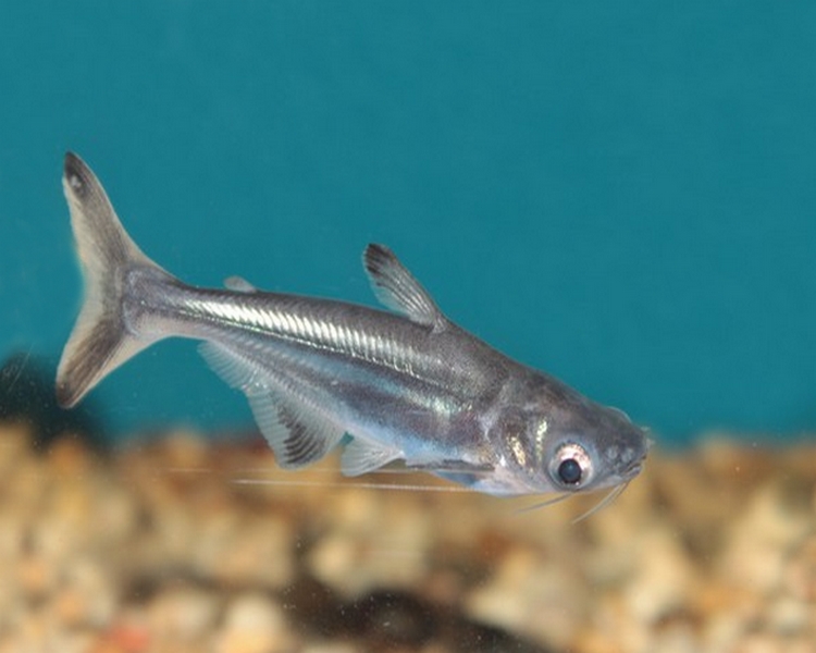 Pangasius Sutchi ~ 5cm - 6cm